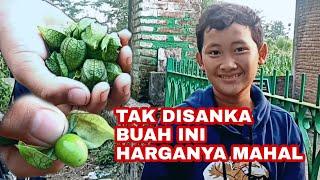 TAK DISANGKA BUAH INI HARGANYA MAHAL. CIPLUKAN PUNYA SEJUTA MANFAAT