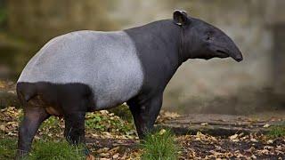 TAPIR: a Mixture of rhinoceros, horse, elephant and pig