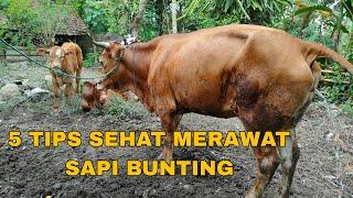 5 TIPS SEHAT MERAWAT SAPI BUNTING | Seputar Sapi Bunting