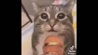 cat screaming into mic