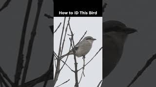 Do you recognize this bird?