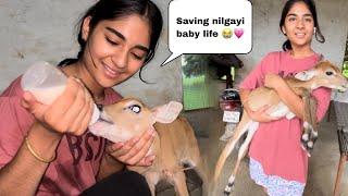 Aaj muja nilgayi ka baby mila jungle mai || being Anshu