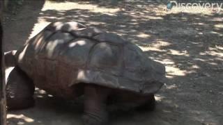 Aldabra Giant Tortoise