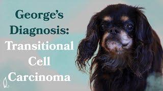 George's Diagnosis | Transitional Cell Carcinoma