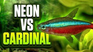 Neon Tetra Vs Cardinal Tetra - What's The Best Fish For A Beginner Aquarium?