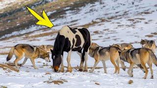 A wild horse was seen in a pack of wolves. What the hunter discovered amazed all the residents!