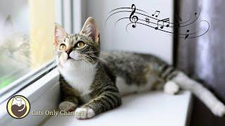 Peaceful Harp Music to Calm Cats - Soothing Music to Relieve Stress and Anxiety