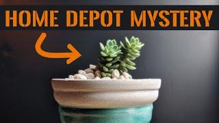 No one knew how this plant got to Home Depot