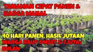 TANAMAN CEPAT PANEN & HARGA MAHAL || PELUANG BUDIDAYA SELEDRI DIRUMAH,WARGA RAUP OMSET 5-7JUTA/BULAN