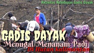 Aktivitas Gadis Dayak Menanam Padi|MENUGAL di Pedalaman Kalimantan