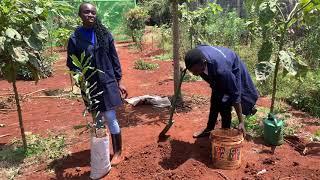 Planting of macadamia seedlings - OxfarmAg