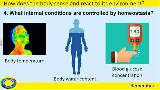 Year 10 - Biology - Coordination and Control Revision  Video