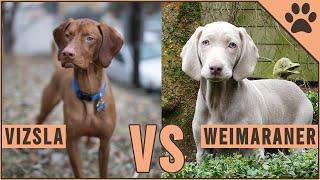 Vizsla vs Weimaraner - Dog Breed Comparison