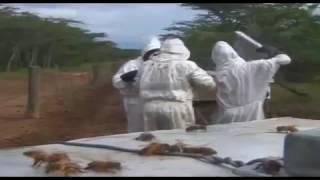 Африканское промышленное пчеловодство African Beekeepers modern beekeeping