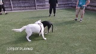 Puppy Playtime - March 19th, 2022