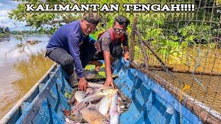 8 Hari berburu ikan predator angkat 31 prangkap raksasa dikatingan Kalimantan Tengah!! #KOOKIKO