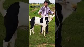 Bakre Ho To Aise Kya Quality Hai 🫡 #trending #share #bakra #goat #biggoats #viralvideo #shorts #new