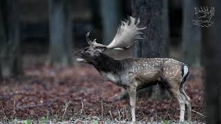 Fallow deer hunt