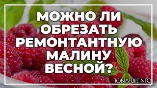 Можно ли обрезать ремонтантную малину весной? | toNature.Info