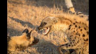 Top 5 Violent Clashes between Wild Dogs vs Hyenas