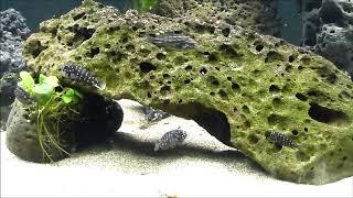 My new 1000L aquarium in NZ with Tropheus duboisi 'Maswa' and Neolamprologus leleupi.