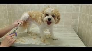 Bichon/ShihTzu dog breed full groom, previous Difficult Dog now relaxed #5 blade, leans against wall