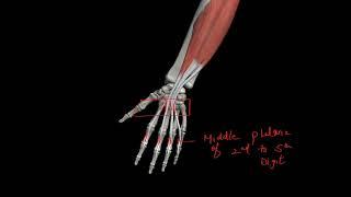 flexor Digitorum Superficialis muscle muscle with origin insertion Nerve supply actions |upperlimb