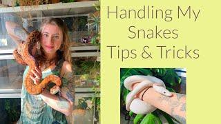 Handling All Of My Snakes!