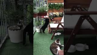 Kater Tom und Katze Babsi beim Body-Workout