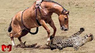 Macan Tutul Nekat Serang Kuda Liar! Pertarungan Hewan Buas Di Alam Liar Predator VS Mangsa