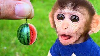 Chu Chu Baby monkey goes to harvest watermelon and drinks smoothies with puppy in the farm