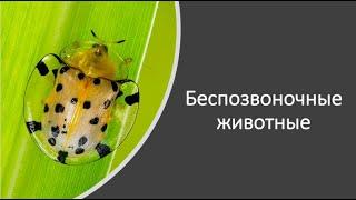 Животные беспозвоночные (часть 1)