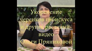 Укоренение черенков Гибискуса и других растений - фильм Ольги Пряниковой