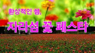 환상적인 섬 축제, 자라섬 꽃 페스타를 미리 다녀왔습니다.