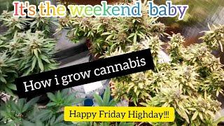 How i grow cannabis. Happy Friday Highday!!!