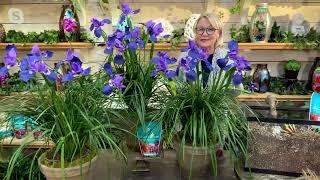 Barbara King 3-Piece Blue King Siberian Iris Plants on QVC