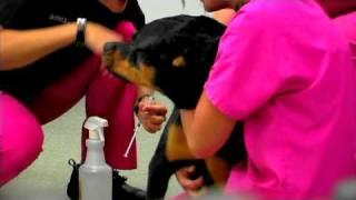 Dog Breeding & Pregnancy : Pregnant Dog Care