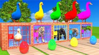 4 Giant Duck and 4 Egg Lion,Elephant,Gorilla,Dinosaur Guess The Right Door With Keys Rescue Animal