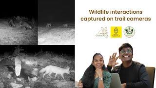 Wildlife Interactions Captured On Trail Cameras