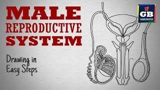 How to draw male reproductive system in easy steps| cbse #12th Biology | NCERT class 12 | science