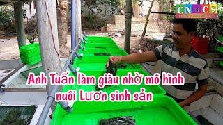 Anh Tuấn mỗi năm lãi hàng trăm triệu đồng nhờ mát tay nuôi Lươn sinh sản