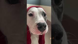 Beautiful Pitbull Female wants a BOOP ️ Wholesome Dogs #shorts #pitbull #puppy