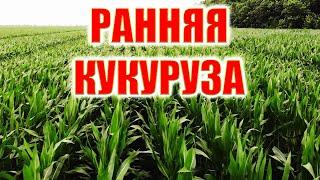 ОГЛЯД НАСІННЕВА КУКУРУДЗА ДН ПИВИХА ФАО 180 УКРАЇНСЬКИЙ ГІБРИД 