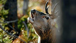 Red Deer Rut in Czechia ~ Stags Roar in the Wild