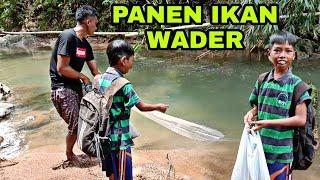 JALA IKAN DI SUNGAI || PANEN IKAN WADER