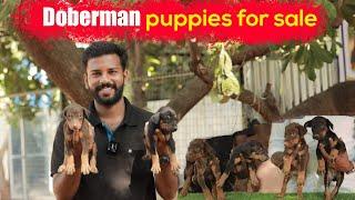 Doberman puppies for sales | Dog salees | PUPPY SALES | DOG KENNEL IN TAMILNADU|6381065327