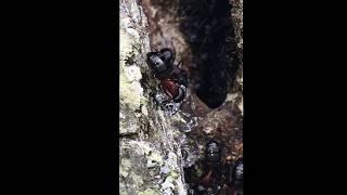 Nid de fourmis charpentières dans un arbre près de la maison