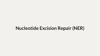 Nucleotide Excision Repair (NER)