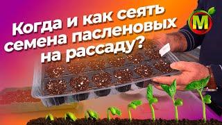 Когда сеять томаты, перцы и баклажаны? Советы по выращиванию рассады от профессора!