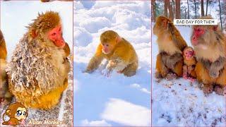 Monkey Life in the Forest. Monkey Daily Life .Baby monkeys' limbs were red with cold